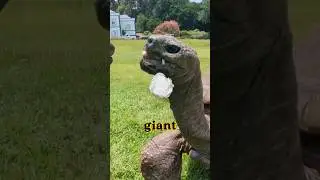 The Oldest Land Animal In The World! 🤯