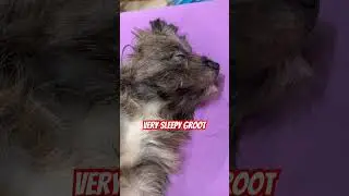Very Sleepy Groot; almost 4 weeks of sleeping on the floor while we were away.