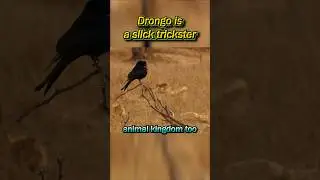 Drongo, the swindler of Kalahari. 🐦&zwj;⬛🌵🐛🕵 #Drongo #swindler #Meerkat #Kalahari