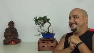 Literati Shimpaku 