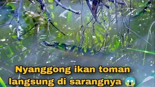 Nembak ikan toman langsung dari sarangnya 😱
