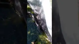 bee water! ....... what bees actually like to drink