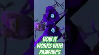 How pawpaws are pollinated  #omg #gardening #garden #pawpaws #growyourownfood #vlog