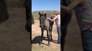 The most adorable little weanling horse ever!!!! Cute 4 month old baby horse enjoys being groomed🐴