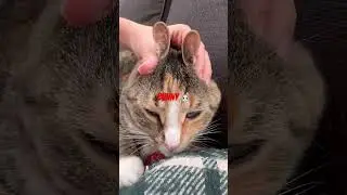Funny cats 🐱 #cat #cute #catfaces