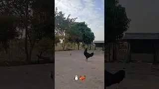 Learn to live because your mother raised you.#music #animals 🐧🐓រៀនរស់ព្រោះម្ដាយចិញ្ចឹម