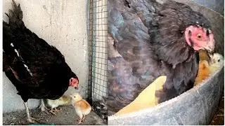 Murgi k bacha | nikal gaya 🐣
