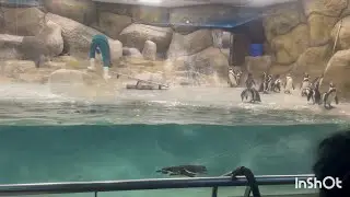 Byculla zoo | compilation of every single animal and wild life in the zoo | how to reach Byculla zoo