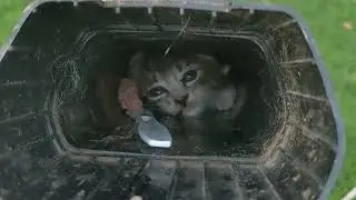 Kitten stuck in a pipe rescue