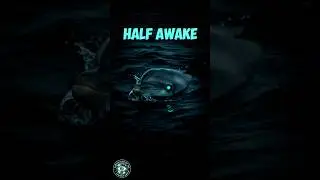 Nature's Hack: Sleep With One Eye Open