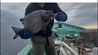 吉良川カセ第4弾　ライトな釣りで石物が　夢のカセ！
