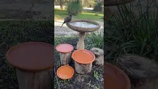 Red Wattlebirds