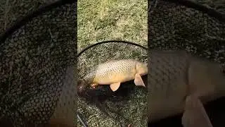 Carp Fishing Dallas Texas, Best spots for Carp. #carpfishing #shorts