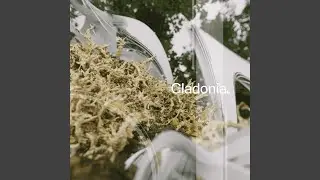 Evernia