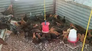 See How Fast They Grow! 1.5 Month Old Chicks Shifted. ( Yelikars Farm Small Tour)