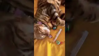 Crystal play, chakra balancing. Relax & Revive #spiritualawakening #soul #crystals #cat