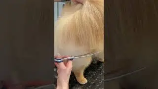 Pomeranian Grooming