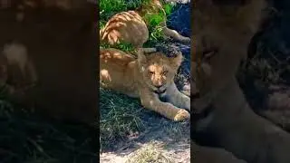 Little Lion Cubs #music #cubs #lion #lioness #viralshorts #viralvideo #viral #reels @MrBeast