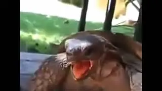 As&iacute; gimen las tortugas XD