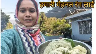 आज बगीचे से निकाली सीजन की पहली फूलगोभी 🥰|| Pahadi lifestyle vlog || Mini negi vlog ❤️||