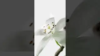 Blooming Orange Blossom in Blender Geometry Nodes #shorts #blender #geometrynodes  #3dmodeling