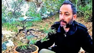How To Collect Material For Bonsai: The Pine Tree Yamadori (Pinus brutia) 1st Styling Ep. 2