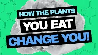 Phytochemicals: The Hidden Plant Compounds that Change Your Body