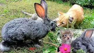 June - September 2015  Rabbits, kittens Siberian farm cats Кролик Кузя