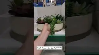 Sam's Club Finds! Succulents and Clearance Plants! 😍