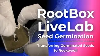 Transferring Germinated Seeds to Rockwool | RootBox LiveLab EP3