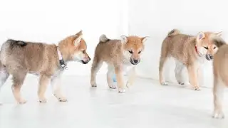 ID4375赤♀ ID4376赤♀ ID4377赤♀ ID3478赤♂  shiba inu puppy red female red female male