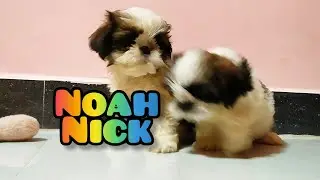 நோவா 🐕 நிக்  🐕 வாங்க விளையாடலாம் 🐕🐶 #dogfood #doglove #dogshorts #noahnick 