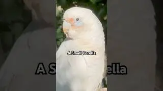Corella Cockatoo & Human Bond: Unbreakable Trust and Respect