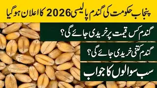 پنجاب حکومت نے گندم خریداری کا بڑا اعلان کردیا مکمل گندم پالیسی