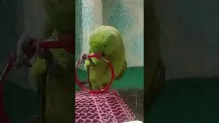 Live highlight