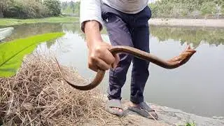 Really Amazing Fishing Video,Traditional Catching Eel Fish By Hand in Pond Water 2021