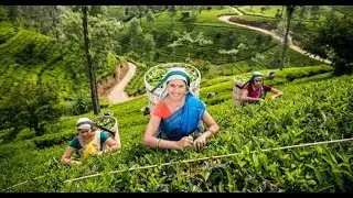 Top 10 Largest Tea Producing Countries in the World