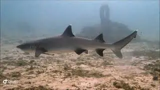 白鰭鯊 Whitetip reef shark