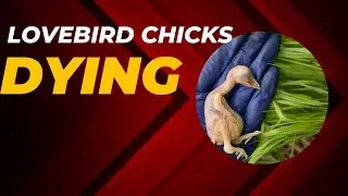 Lovebird Chicks Mortality | Feather Plucking | Flight Cage