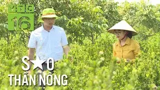 Bỏ phố về quê trồng vườn dược liệu khổng lồ | VTC16