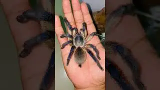M.balfouri TArantula look pretty!!!! #tarantulalove #tarantulakeeper #tarantula