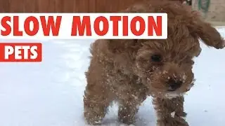 Amazing Slow Motion Pets Video Compilation 2016