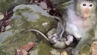 Baby monkey Addison being kidnapped crying for mom help