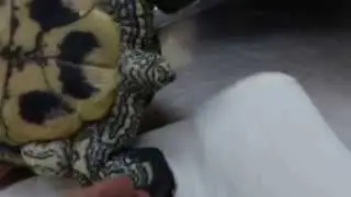A 16-year-old terrapin is paralysed in his hind limbs.