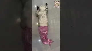 Baoao incarn to mermaid on the floor #cutecat #lovecats #baoao