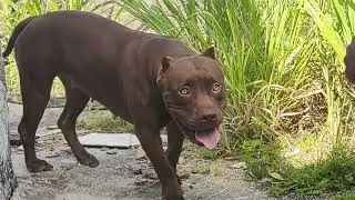 PIT MONSTER EVOLUTION THE BEST #pitbull #youtubeshorts #dog #dog #puppy #shorts #cachorro #pets