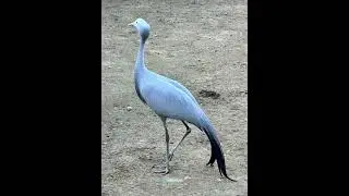 An Elegant walk by Blue Crane. #birds #earth #nature #africa #natgeo #discoverychannel #kidsvideo