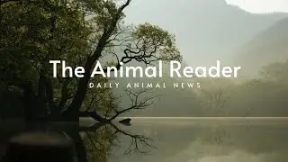 Global Animal News 26 jan 2026 I Entangled whale, Plant-based milk popular