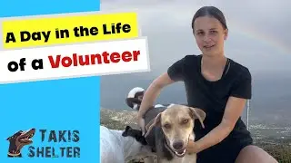 A Day in The Life of a Volunteer at Takis Shelter