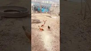 Chulada de pollas